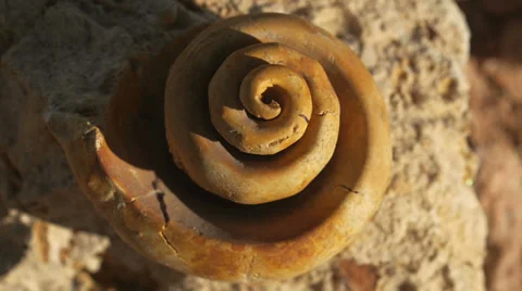 Fossil snail gastropod mollusca shell 7 Stock Footage 34268337