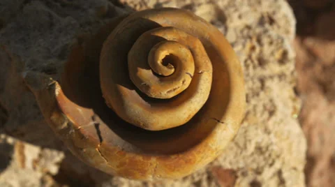 Fossil snail gastropod mollusca shell 9 Stock Footage 34268448