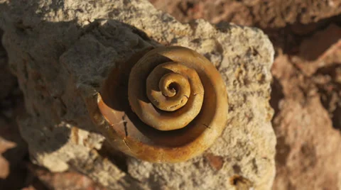 Fossil snail gastropod mollusca shell 11 Stock Footage 34269077