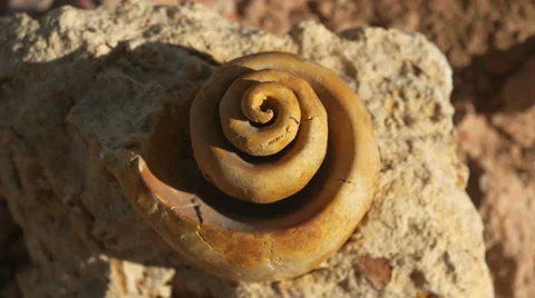 Fossil snail gastropod mollusca shell 10 Stock Footage 34269232