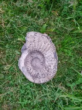 Fossil snail in grass Stock Photos