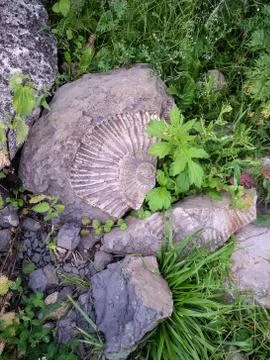 Fossil snail in grass Stock Photos