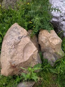 Fossil snail in grass Stock Photos