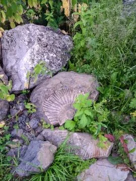 Fossil snail in grass Stock Photos