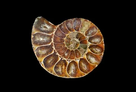Fossil snail slice Stock Photos