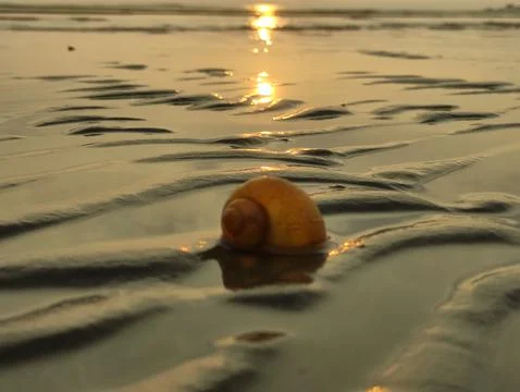 Fossil snails or shells on the beach Stock Photos
