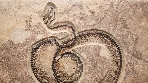 Fossil snake 4K Stock Footage 76166737