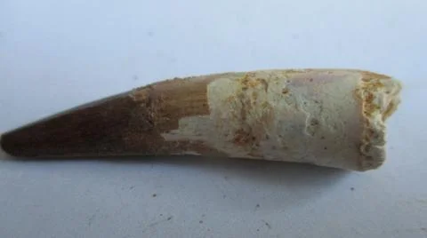 Fossil Spinosaurus tooth Stock Photos