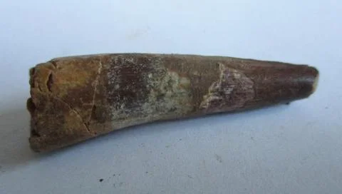 Fossil Spinosaurus tooth Stock Photos