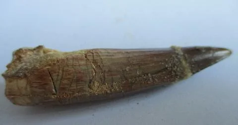 Fossil Spinosaurus tooth Stock Photos