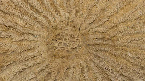 Fossil starfish 4K Stock Footage 95405122