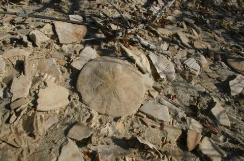 Fossil Starfish Texture Stock Photos