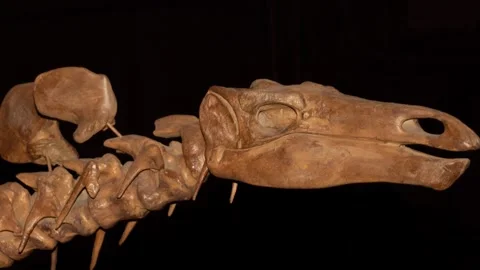 Fossil Stegosaurus skeleton. Exclusive Stock Footage 252306149