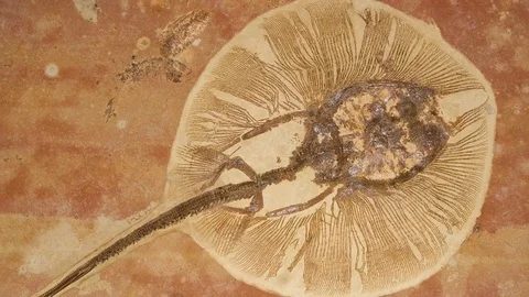 Fossil stingray Stock Footage 76168696