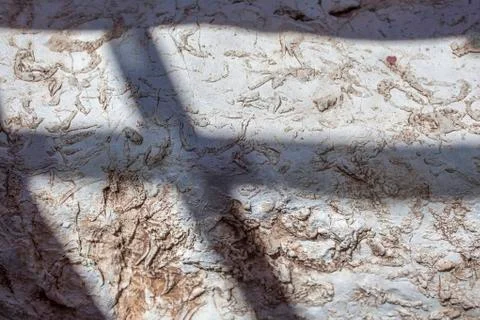 Fossil stone closeup Stock Photos