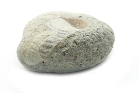 Fossil stone Stock Photos