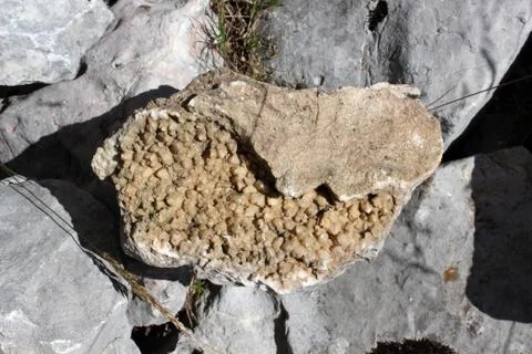 Fossil stone Stock Photos