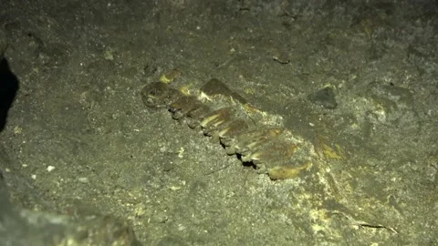 Fossil teeth, Malaysia Stock Footage 147296669