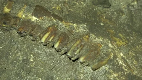 Fossil teeth, Malaysia Stock Footage 147296713