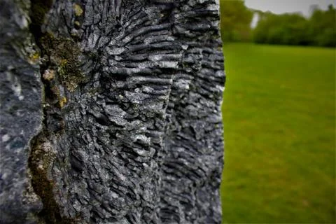 Fossil Texture Stock Photos