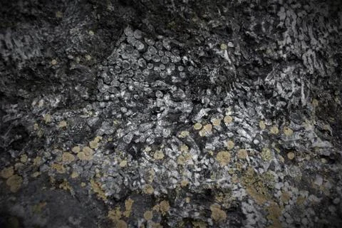 Fossil Texture Stock Photos