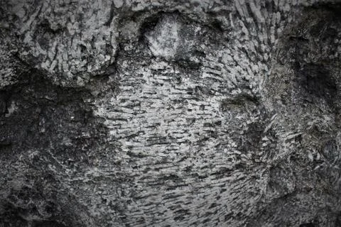 Fossil Texture Stock Photos