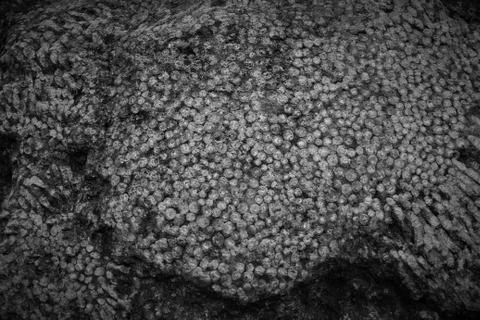 Fossil Texture Stock Photos