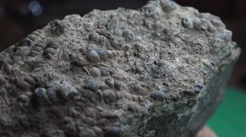 Fossil tilt, fossilized shell animals Video stock 52745083