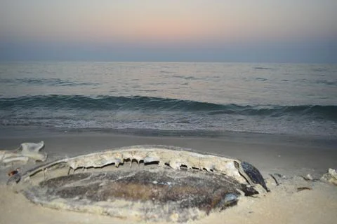 Fossil of tortoise on the beach sand Stock Photos