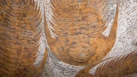 Fossil Trilobite 4k Video stock 76168693