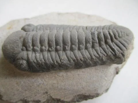 Fossil Trilobite Stock Photos