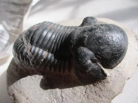 Fossil Trilobite Stock Photos