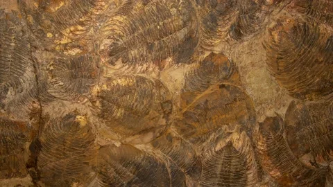 Fossil trilobites. 4K Stock Footage 164687328