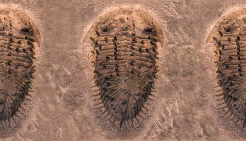 Fossil trilobites imprinted in the sediment pattern. 4 Billion Year old Trilo Stock Photos