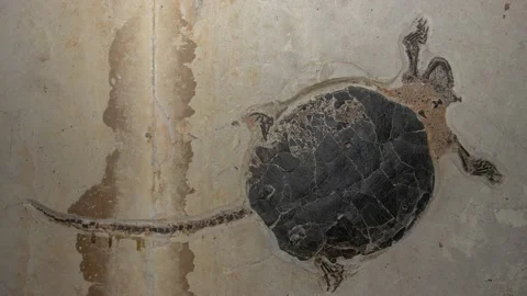 Fossil Turtle, Eocene, Wyoming, USA4K Stock Footage 167431796