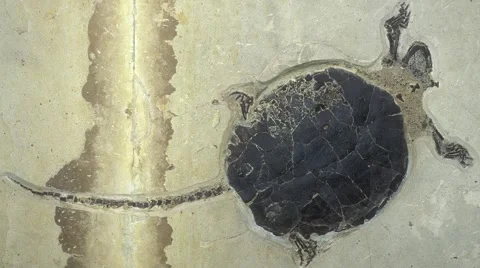 Fossil turtle Stock Footage 52580571
