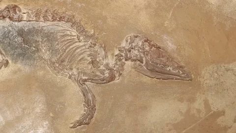 Fossil weasel Stock Footage 69919940