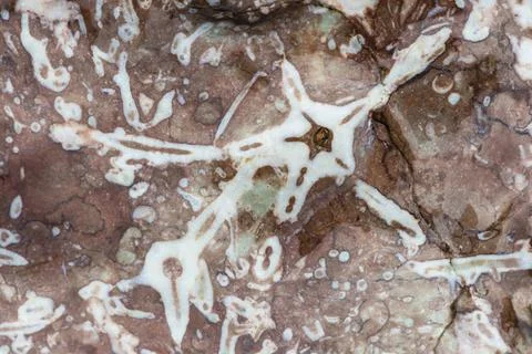  fossile Einschluesse in einem Fels, Naturreservat Holmhaellar, Gotland fo... Stock Photos