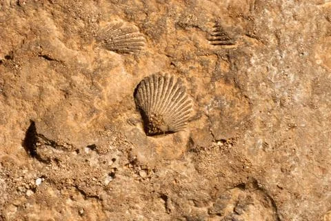 Fossile seashell in rock Fotos Stock