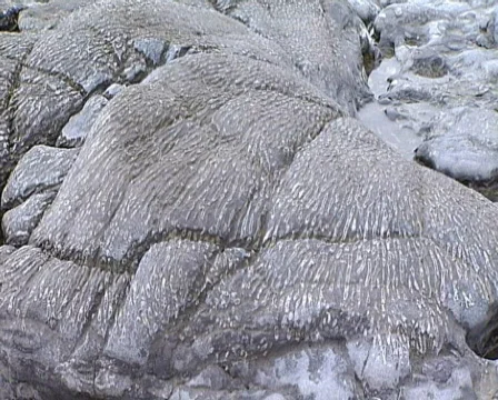 Fossilised Coral Stock Footage 605269