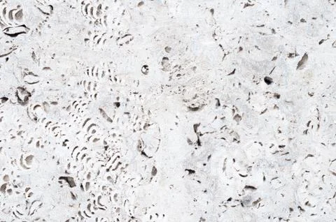 Fossilised stone Stockfoto's