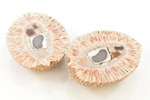 Fossilize Pine Cone Stock Photos