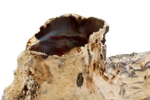 Fossilize Wood Stock Photos