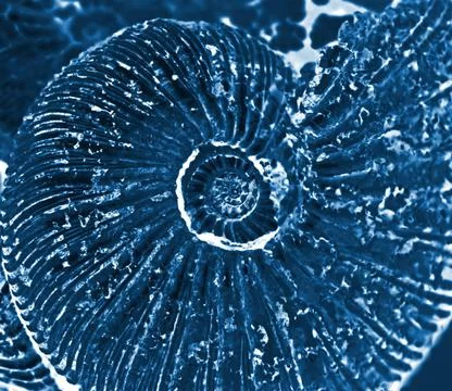 Fossilized ammonite background x-ray of fossilized ammonite background Cop... Stock Photos