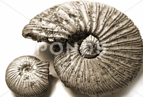 Fossilized ammonite Stock Photos
