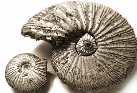 Fossilized ammonite Foto stock