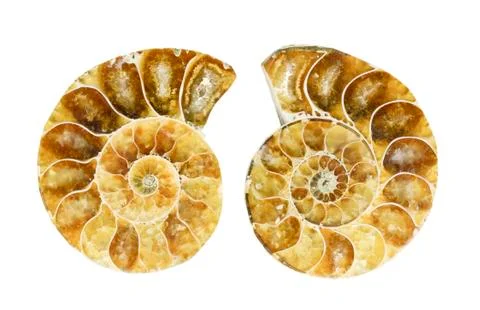 Fossilized ammonite Stock Photos