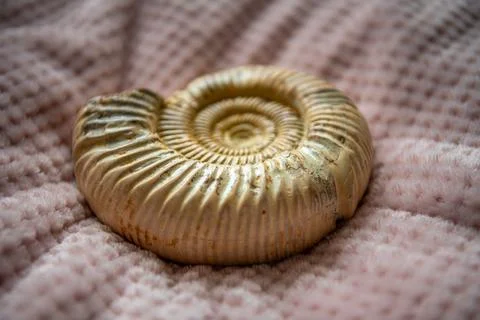 Fossilized ammonite shell isolated on a pink background. An extinct mollusk Stock Photos