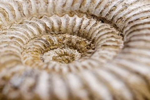 Fossilized ammonite shell Stock Photos