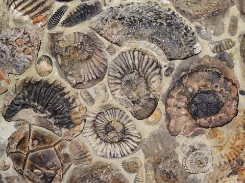 Fossilized ammonites attached to a rock wall Stock Photos